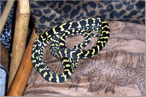 new boy